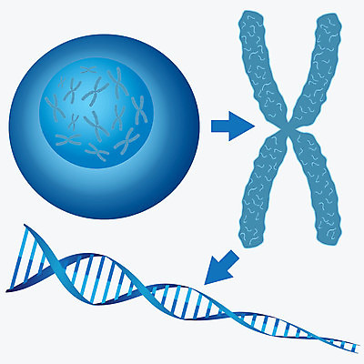 EPS 해외이미지 모델 과학 백그라운드 일러스트 해부 자연 추상 생물 세포 나선형 사람 약 질병 DNA 생물학 원자 염색체 암 공학 개발 유전 해외202004 해외일러스트 교육 무늬 의학 생명공학 생태계 파일형식 벡터 이미지허브