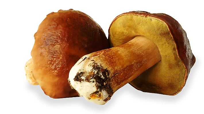 포토 JPG 해외이미지 식물 채소 재료 자연 사람없음 갈색 버섯 가을 흰색 그룹 숲 에코 유기농 날것 뿌리 내추럴 고립 식용 채식주의자 캡모자 해외202004 해외포토 모자_잡화 웰빙 계절 컬러 환경 생태계 채식 파일형식 이미지허브