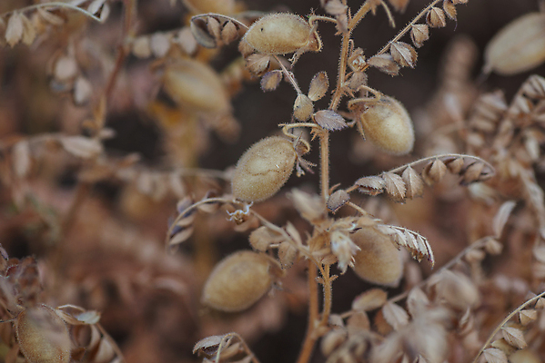 포토 JPG 해외이미지 식물 꽃 음식 백그라운드 잎 밭 농업 다이어트 채소 재료 자연 콩 건강 병아리 씨앗 사람없음 야외 초록색 농작물 농장 흙 수확 성장 시골 신선 낟알 먹기 유기농 완두콩 날것 내추럴 꼬투리 병아리콩 숙성 해외202004 해외포토 웰빙 산업 컬러 모션 조류 곡류 생태계 파일형식 이미지허브