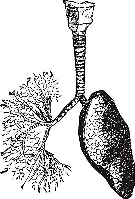 EPS 해외이미지 과학 일러스트 해부 미술 사람 검은색 수확 골동품 흰색 역사 그림 통로 생물학 판화 옛날 선두 해외202004 해외일러스트 교육 컬러 농업 의학 문화예술 파일형식 벡터 이미지허브