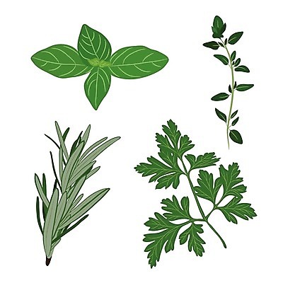 EPS 해외이미지 클립아트 식물 화분 잎 일러스트 자연 파슬리 사람없음 초록색 주방 정원 나뭇가지 신선 고명 수프 허브 유기농 원예 바질 로즈메리 내추럴 백리향 해외202004 해외일러스트 나무 웰빙 컬러 채소 취미 생태계 파일형식 벡터 이미지허브