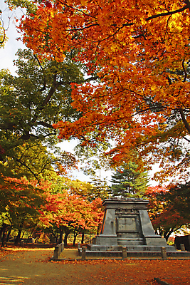 포토 JPG 해외이미지 나무 식물 계절 아시아 단풍 잎 자연 풍경 사람없음 야외 목재 컬러풀 노란색 일본 가을 역사 숲 해외202004 해외포토 나라 컬러 재료 생태계 파일형식 이미지허브
