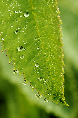 포토 JPG 해외이미지 식물 잎 자연 추상 사람없음 초록색 물 컬러풀 환경 활발 물방울 떨어짐 이슬 묘사 질감 정맥 해외202004 해외포토 자연요소 컬러 컨셉 무늬 생태계 혈관 파일형식 이미지허브