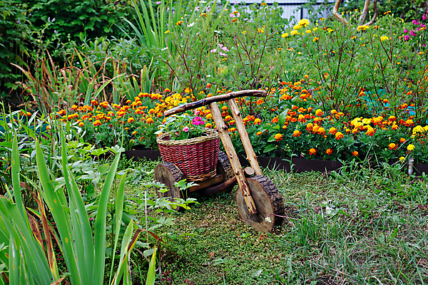 포토 JPG 해외이미지 식물 꽃 화초 백그라운드 자연 풍경 사람없음 야외 초록색 여름 바구니 정원 자전거 민트 허브 자연백그라운드 로즈메리 채소밭 백리향 해외202004 해외포토 계절 컬러 밭 바이크 생태계 파일형식 이미지허브