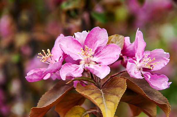 포토 JPG 해외이미지 나무 식물 디자인 계절 꽃잎 꽃 잎 꽃무늬 자연 새로움 사람없음 야외 장식 초록색 파란색 정원 맑음 봄 성장 벚꽃 흰색 나뭇가지 축하 신선 개화 체리 우아함 사과 과수원 원예 꽃수술 해외202004 해외포토 컬러 컨셉 무늬 농업 과일 날씨 취미 생태계 파일형식 이미지허브
