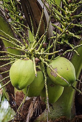 포토 JPG 해외이미지 나무 식물 음료 잎 과일 자연 휴가 매달리기 건강 손바닥 사람없음 야외 초록색 농장 정원 나뭇가지 신선 그룹 닫기 다발 유기농 코코넛 내추럴 이국적 해외202004 해외포토 손 웰빙 컬러 농업 모션 생태계 파일형식 이미지허브
