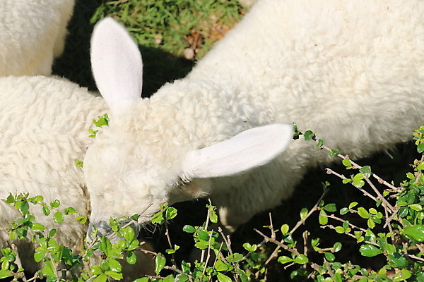 포토 JPG 해외이미지 동물 사람없음 농장 양 강아지 양고기 해외202004 해외포토 농업 포유류 육류 반려동물 개 파일형식 이미지허브