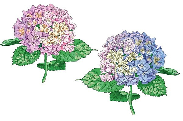 EPS 해외이미지 식물 디자인 꽃잎 꽃 포스터 줄기 분홍색 꽃다발 결혼 백그라운드 잎 2 꽃무늬 일러스트 자연 장식 여름 파란색 빛 정원 봄 수확 벚꽃 흰색 인사 신용카드 생일 우아함 그림 복고 초대 수국 라일락 내추럴 고립 해외202004 해외일러스트 계절 기념일 컬러 컨셉 무늬 농업 이벤트 금융 예절 생태계 파일형식 벡터 이미지허브