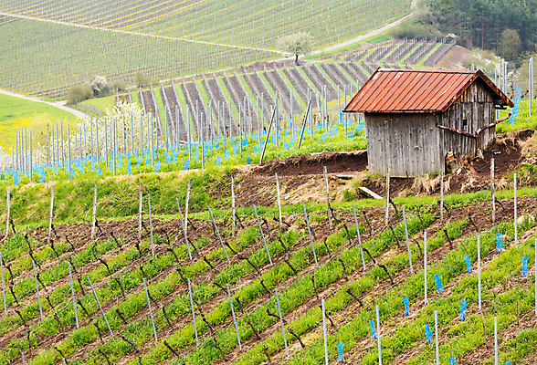 포토 JPG 해외이미지 식물 계절 유럽 도로 패턴 밭 농업 자연 포도 산 독일 풍경 사람없음 야외 건물 초록색 농작물 농장 와인 계곡 봄 성장 시골 오두막 땅 언덕 포도밭 포도나무 헛간 양조장 줄서기 바이에른 해외202004 해외포토 건축물 나라 산업 길 컬러 무늬 과일 교통시설 모션 주류 과일나무 생태계 저장고 파일형식 이미지허브