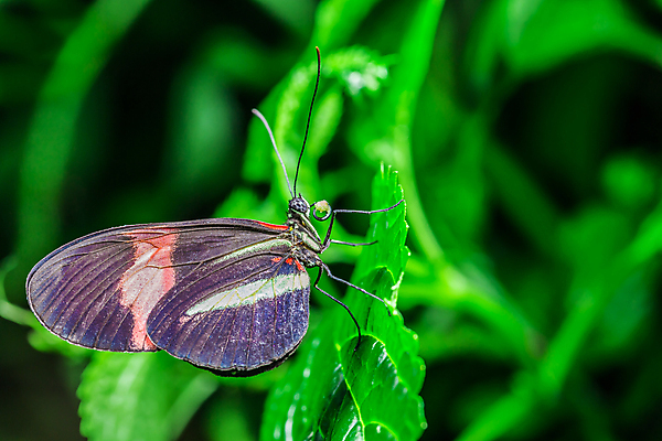 포토 JPG 해외이미지 계절 꽃 나비 곤충 꽃무늬 자연 아침 바닥 사람없음 초록색 노란색 정원 맑음 검은색 침묵 고요 놀람 봄 자유 최고 달콤 수분 즐거움 만족 꿀 철새 거인 감탄 고립 동물상 특별함 평야 해외202004 해외포토 주간 식물 동물 감정 컬러 컨셉 무늬 조류 날씨 표정 조형물 소리 맛 생태계 파일형식 이미지허브
