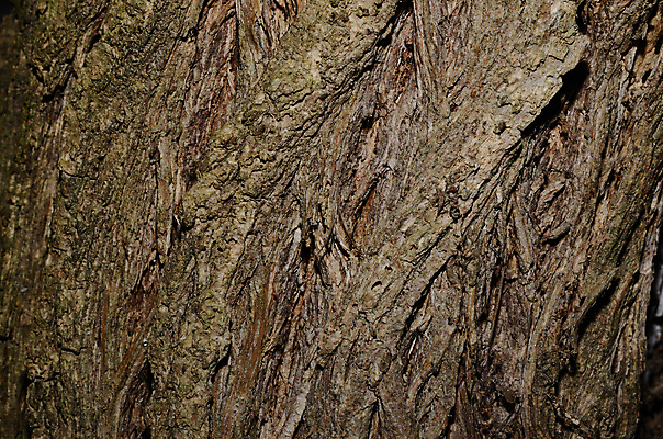 포토 JPG 해외이미지 나무 동물 계절 공원 백그라운드 잎 밭 자연 풍경 사람없음 목재 초록색 여름 빛 햇빛 태양 환경 맑음 버섯 봄 에너지 성장 나뭇가지 잡지 숲 큼 장작 딱정벌레 유기농 나무껍질 자작나무 자원 산소 유지 부담 옛날 해외202004 해외포토 자연요소 식물 웰빙 공공시설 컬러 곤충 농업 재료 날씨 간행물 껍질 원소 크기 생태계 파일형식 이미지허브