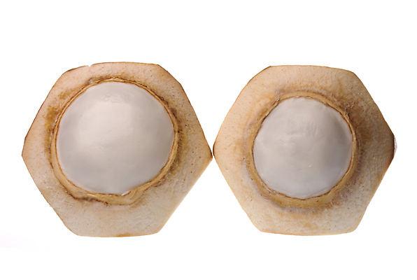 포토 JPG 해외이미지 음료 음식 농업 다이어트 과일 자연 건강 사람없음 신선 닫기 달콤 맛 코코넛 고립 숙성 이국적 해외202004 해외포토 산업 컨셉 모션 생태계 파일형식 이미지허브