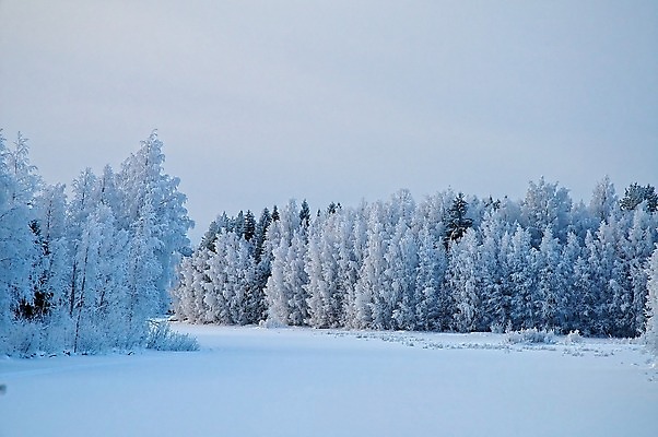 포토 JPG 해외이미지 나무 호수 겨울 사람없음 파란색 얼음 흰색 서리 반투명 해외202004 해외포토 자연요소 식물 계절 컬러 파일형식 이미지허브