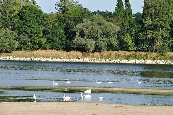 포토 JPG 해외이미지 조류 사람없음 야외 물 강 평화 분노 시골 백조 해외202004 해외포토 자연요소 동물 감정 컨셉 파일형식 이미지허브