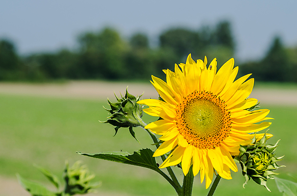 포토 JPG 해외이미지 식물 계절 꽃 지구 백그라운드 밭 자연 휴식 해바라기 부활절 선물 씨앗 사람없음 빛 컬러풀 햇빛 태양 장미 노란색 환경 정원 봄 성장 벚꽃 신선 허브 원예 데이지 향기 아로마 시트 땅바닥 모종 생태학 해외202004 해외포토 자연요소 교육 기념일 컬러 컨셉 농업 바닥 취미 생태계 냄새 파일형식 이미지허브