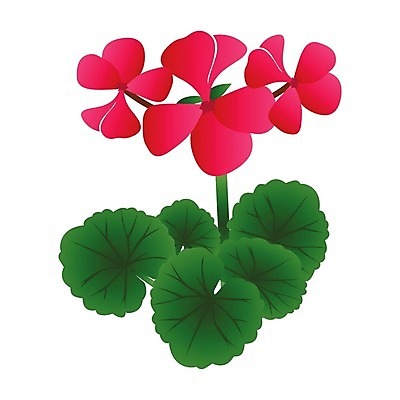 EPS 해외이미지 식물 꽃잎 꽃 분홍색 백그라운드 잎 꽃무늬 일러스트 자연 장식 초록색 여름 장미 정원 봄 성장 벚꽃 흰색 신선 개화 원예 고립 제라늄 해외202004 해외일러스트 계절 컬러 무늬 취미 생태계 파일형식 벡터 이미지허브