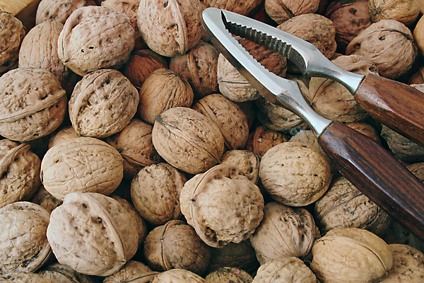 포토 JPG 해외이미지 백그라운드 벽지 사람없음 견과류 껍질 흰색 균열 호두 고립 해외202004 해외포토 컬러 모션 파일형식 이미지허브