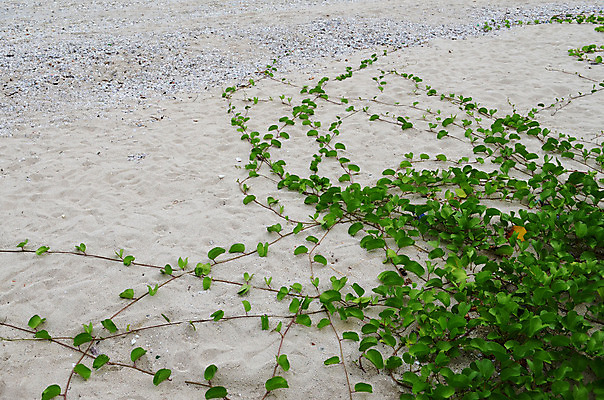 포토 JPG 해외이미지 여행 백그라운드 자연 건조 사람없음 야외 평화 고독 지역 내추럴 해외202004 해외포토 감정 컨셉 생태계 파일형식 이미지허브