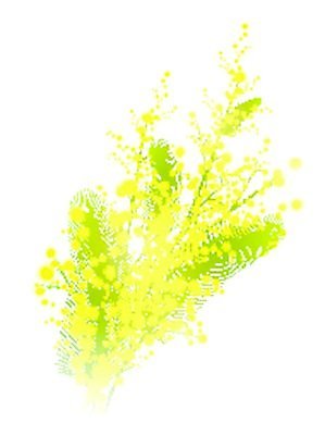 EPS 해외이미지 식물 꽃 꽃무늬 일러스트 자연 노란색 봄 벚꽃 나뭇가지 다발 솜털 아카시아 해외202004 해외일러스트 나무 계절 컬러 무늬 생태계 파일형식 벡터 이미지허브