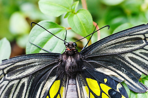 포토 JPG 해외이미지 식물 동물 공원 야생동물 나비 곤충 백그라운드 날개 자연 사람없음 야외 초록색 컬러풀 노란색 정원 검은색 닫기 벌레 내추럴 해외202004 해외포토 공공시설 컬러 모션 생태계 파일형식 이미지허브