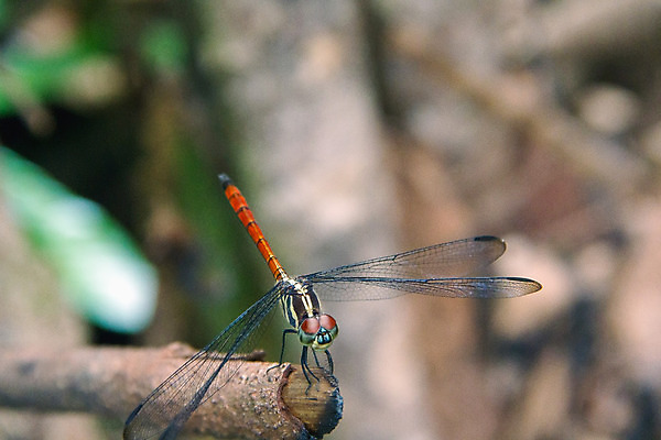 포토 JPG 해외이미지 나무 식물 동물 공원 야생동물 섬 곤충 백그라운드 날개 자연 사람없음 초록색 여름 정원 봄 나뭇가지 닫기 벌레 잠자리 작음 묘사 내추럴 동물상 해외202004 해외포토 계절 공공시설 컬러 모션 조형물 크기 생태계 파일형식 이미지허브