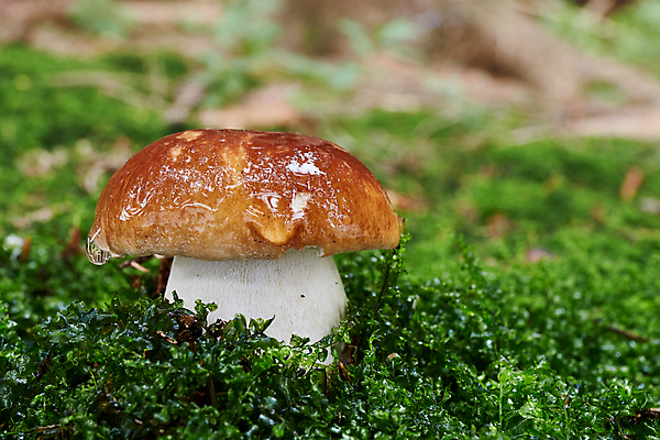 포토 JPG 해외이미지 식물 계절 음식 재료 자연 건강 요리 사람없음 갈색 버섯 가을 흰색 신선 닫기 맛 숲 왕 묘사 유기농 날것 내추럴 곰팡이 그물버섯 번 식용 채식주의자 페니 해외202004 해외포토 웰빙 빵 컬러 컨셉 모션 동전 생태계 채식 파일형식 이미지허브