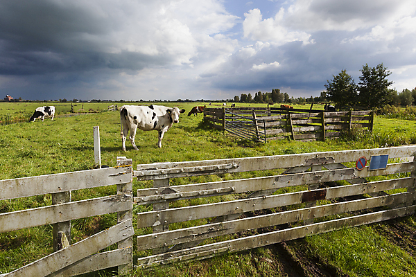 포토 JPG 해외이미지 동물 구름 밭 농업 포유류 자연 하늘 날씨 풍경 사람없음 야외 초록색 울타리 농장 맑음 검은색 어둠 가축 흰색 시골 소 땅 네덜란드 해외202004 해외포토 자연요소 유럽 산업 컬러 담장 생태계 파일형식 이미지허브