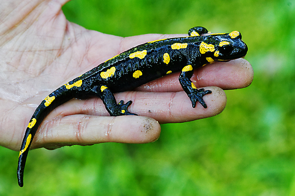 포토 JPG 해외이미지 동물 척추동물 손 유럽 야생동물 백그라운드 오렌지 손가락 파충류 자연 불 생물 종류 양서류 사람 사람없음 야외 물 반려동물 컬러풀 노란색 검은색 잡기 독약 숲 묘사 생물학 도마뱀 체코 수의사 내추럴 동물상 해외202004 해외포토 자연요소 교육 나라 컬러 과일 모션 신체부위 조형물 의사 생태계 파일형식 이미지허브