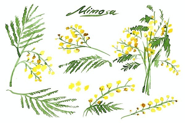 EPS 해외이미지 나무 꽃잎 꽃 줄기 백그라운드 잎 꽃무늬 패턴 일러스트 수채화 선물 사람없음 들꽃 아카시아 해외202004 해외일러스트 식물 무늬 파일형식 벡터 이미지허브