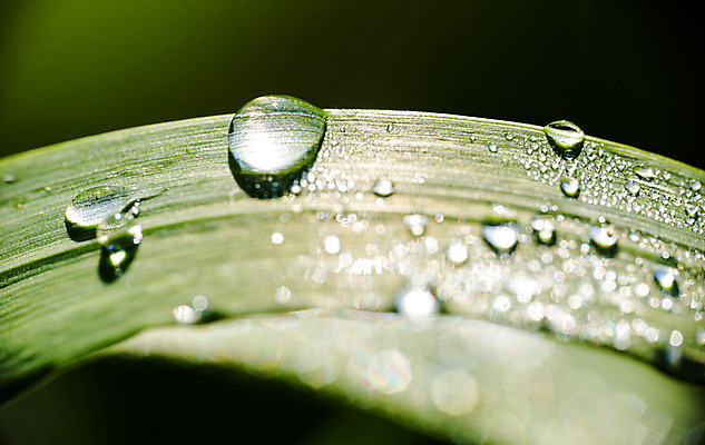 포토 JPG 해외이미지 식물 백그라운드 잎 요가 자연 아침 날씨 사랑 사람없음 야외 초록색 물 세계 반사 환경 정원 봄 거품 젖음 추위 자유 성장 물방울 신선 투명 떨어짐 이슬 빗방울 순수 명상 고립 진짜 해외202004 해외포토 주간 자연요소 웰빙 계절 감정 컬러 컨셉 비_날씨 생태계 파일형식 이미지허브