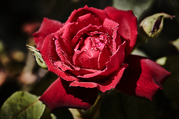 포토 JPG 해외이미지 식물 기념일 꽃잎 꽃 꽃다발 결혼 백그라운드 잎 꽃무늬 패턴 자연 추상 휴가 발렌타인데이 선물 사랑 사람없음 장식 빨간색 물 장미 정원 봄 젖음 촉촉함 벚꽃 물방울 축하 신선 닫기 떨어짐 이슬 수분 싱글 질감 부드러움 해외202004 해외포토 자연요소 계절 감정 컬러 컨셉 무늬 모션 데이이벤트 이벤트 감각 생태계 파일형식 이미지허브