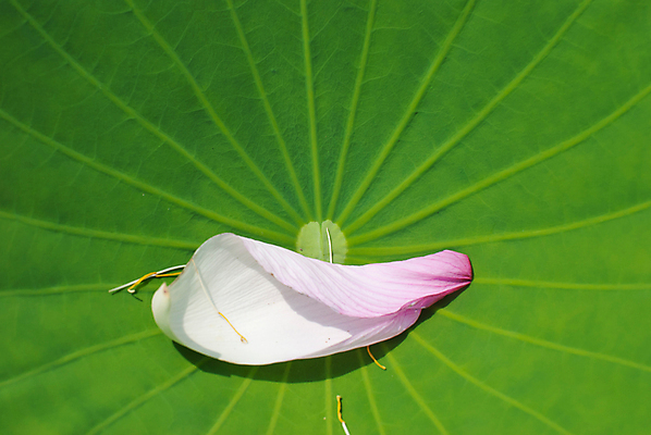 포토 JPG 해외이미지 식물 계절 꽃잎 꽃 선 분홍색 잎 꽃무늬 자연 아침 연꽃 그림자 사람없음 야외 초록색 물 여름 빛 햇빛 검은색 벚꽃 흰색 개화 우아함 백합 순수 명상 싱글 내추럴 이국적 진짜 해외202004 해외포토 주간 자연요소 컬러 컨셉 무늬 태양 생태계 파일형식 이미지허브