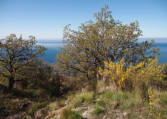 포토 JPG 해외이미지 나무 식물 구름 계절 야생동물 파도 바다 여행 자연 하늘 날씨 산 풍경 사람없음 야외 초록색 물 여름 파란색 빛 태양 여행객 침묵 봄 바위 소나무 만 언덕 휴양지 장면 침엽수 넘어짐 우크라이나 수평선 해외202004 해외포토 자연요소 동물 유럽 컬러 모션 사람 소리 장소 돌_바위 생태계 파일형식 이미지허브