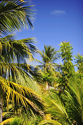 포토 JPG 해외이미지 나무 구름 모래 파도 바다 섬 여행 자연 하늘 리조트 휴가 휴식 풍경 사람없음 물 여름 파란색 관광지 야자수 태양 만 뜨거움 브라질 석호 설정 이국적 터키석 해외202004 해외포토 자연요소 식물 계절 컬러 컨셉 남아메리카 보석 생태계 파일형식 이미지허브