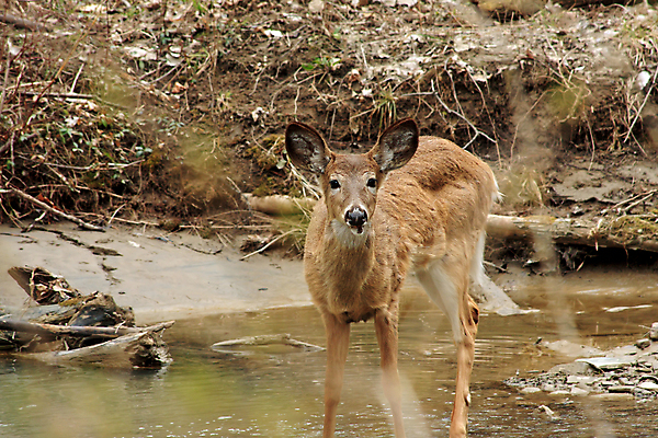 포토 JPG 해외이미지 나무 동물 계절 공원 야생동물 밭 포유류 자연 휴식 뿔 사람없음 야외 갈색 머리 쌓기 달러 흰색 나뭇가지 시골 숲 방목 바퀴자국 싱글 꼬리 사냥 귀 내추럴 동물상 아기사슴 암사슴 해외202004 해외포토 식물 공공시설 새끼 컬러 컨셉 돈 농업 자국 모션 사슴 신체부위 조형물 축산업 암컷 생태계 파일형식 이미지허브
