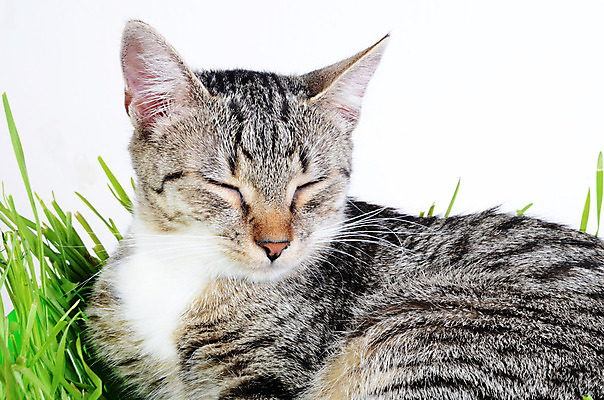 포토 JPG 해외이미지 동물 포유류 휴식 사람없음 초록색 고양이 잠 모피 해외202004 해외포토 컬러 컨셉 반려동물 파일형식 이미지허브