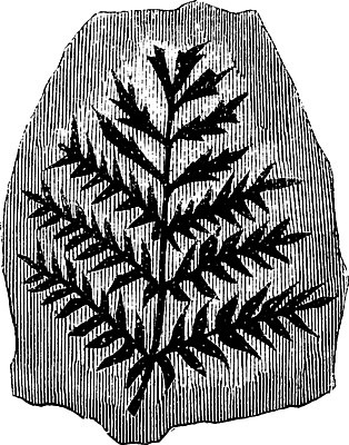 EPS 해외이미지 나무 선 일러스트 미술 검은색 수확 흰색 발굴 그림 판화 석탄 양치류 해외202004 해외일러스트 식물 컬러 농업 문화예술 파일형식 벡터 이미지허브