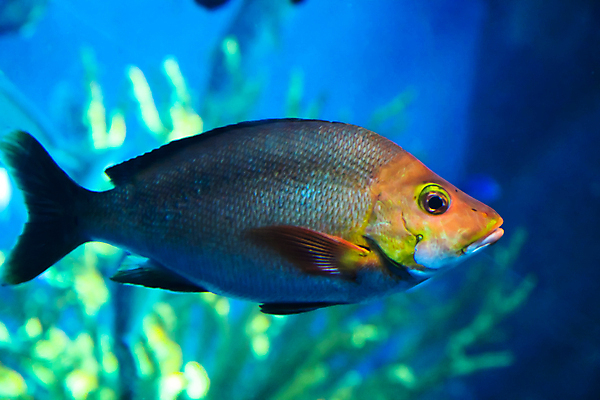 포토 JPG 해외이미지 사람없음 수중 수족관 해외202004 해외포토 파일형식 이미지허브