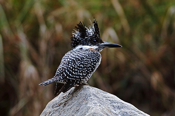 포토 JPG 해외이미지 나무 동물 여자 남자 아시아 얼굴 야생동물 백그라운드 날개 자연 조류 사람없음 야외 목재 가로 초록색 컬러풀 머리 환경 나뭇가지 막대기 닫기 숲 깃털 꼬리 부리 갈기 서식지 물총새 생태학 이국적 해외202004 해외포토 식물 교육 나라 컬러 재료 모션 사람 신체부위 생태계 파일형식 이미지허브