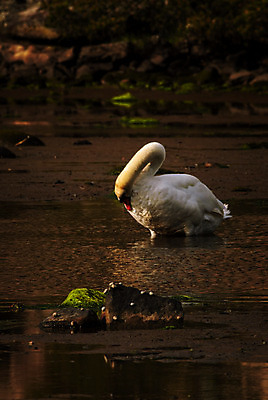 포토 JPG 해외이미지 동물 유럽 자연 조류 북유럽 노르웨이 사람없음 물 몸단장 스칸디나비아 해외202004 해외포토 자연요소 나라 생태계 파일형식 이미지허브