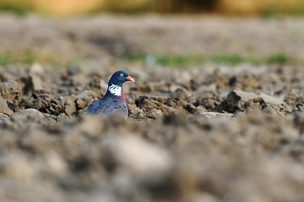 포토 JPG 해외이미지 나무 동물 공원 남자 야생동물 백그라운드 겨울 날개 자연 조류 하늘 동물원 앉기 풍경 사람없음 야외 빨간색 초록색 물 여름 파란색 컬러풀 갈색 노란색 평화 검은색 봄 흰색 나뭇가지 숲 작음 깃털 부리 내추럴 동물상 해외202004 해외포토 자연요소 식물 계절 공공시설 컬러 컨셉 모션 사람 조형물 크기 생태계 파일형식 이미지허브