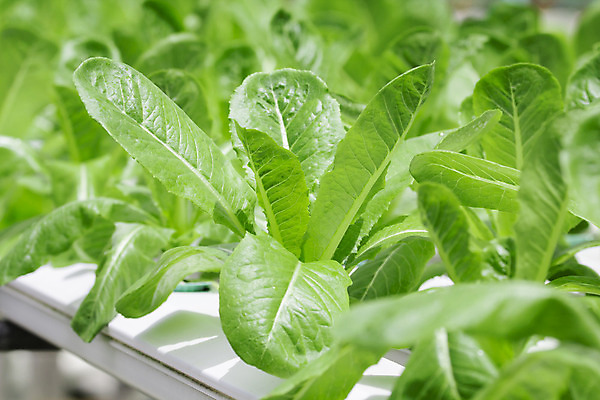 포토 JPG 해외이미지 식물 산업 음식 백그라운드 잎 밭 농업 채소 자연 건강 사람없음 야외 초록색 물 농작물 농장 환경 정원 놀이방 샐러드 성장 신선 상추 유기농 정리 줄서기 해외202004 해외포토 자연요소 웰빙 컬러 모션 생태계 파일형식 이미지허브