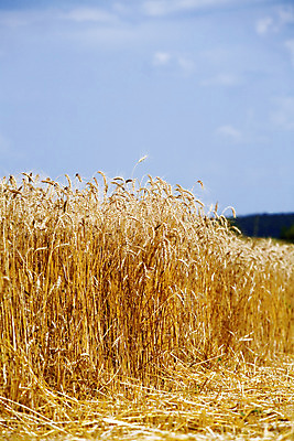 포토 JPG 해외이미지 식물 구름 음식 줄기 백그라운드 밭 농업 오렌지 자연 하늘 건조 옥수수 씨앗 풍경 사람없음 야외 여름 파란색 농작물 농장 노란색 우주 봄 활발 수확 성장 시골 재산 황금 낟알 땅 시리얼 밀 오브젝트 유기농 장면 밀짚 숙성 세련 해외202004 해외포토 자연요소 웰빙 계절 산업 컬러 컨셉 과일 곡류 금융 짚 생태계 파일형식 이미지허브