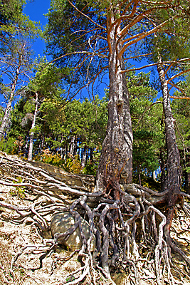 포토 JPG 해외이미지 나무 공원 유럽 지구 모래 줄기 자연 표면 풍경 사람없음 야외 목재 세로 초록색 여름 파란색 갈색 환경 흙 놀람 가을 나뭇가지 소나무 숲 땅 뿌리 암초 지하 내추럴 땅바닥 삼림지대 안도라 옛날 웅장함 화창 해외202004 해외포토 식물 계절 공공시설 감정 나라 컬러 재료 날씨 바닥 표정 생태계 파일형식 이미지허브
