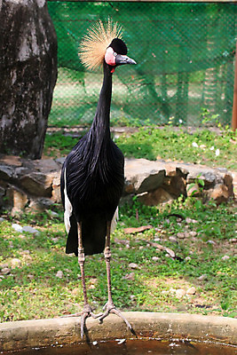 포토 JPG 해외이미지 동물 응시 공원 남자 얼굴 야생동물 날개 아프리카 자연 조류 왕관 동물원 사람없음 초록색 파란색 컬러풀 햇빛 노란색 머리 검은색 회색 흰색 황금 보호 깃털 기중기 부리 갈기 목 내추럴 전국 해외202004 해외포토 시선 공공시설 나라 컬러 컨셉 사람 신체부위 태양 중장비 생태계 파일형식 이미지허브