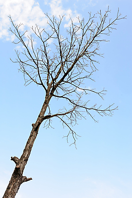 포토 JPG 해외이미지 나무 식물 구름 1 실루엣 백그라운드 겨울 자연 하늘 사람없음 야외 검은색 어둠 나뭇가지 죽음 싱글 대머리 벌거벗은 옛날 우울감 혼자 해외202004 해외포토 자연요소 헤어스타일 계절 감정 컬러 촬영기법 생태계 파일형식 이미지허브