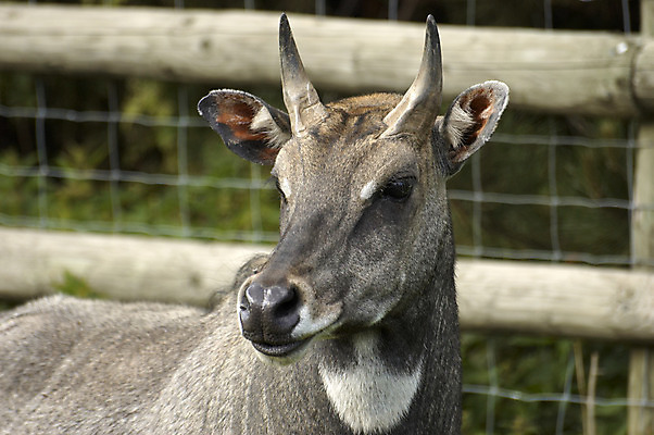 포토 JPG 해외이미지 동물 야생동물 뿔 동물원 사람없음 울타리 달러 코 아기사슴 암사슴 해외202004 해외포토 새끼 돈 사슴 신체부위 담장 암컷 파일형식 이미지허브