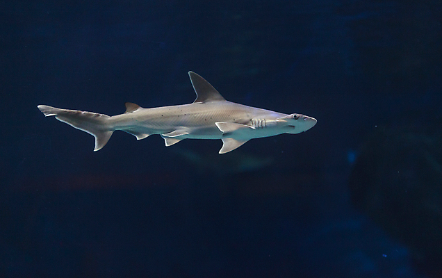 포토 JPG 해외이미지 동물 야생동물 바다 백그라운드 자연 어류 사람없음 물 머리 수중 회색 산호 호주 망치 위험 상어 암초 조난 해외202004 해외포토 자연요소 컬러 컨셉 신체부위 수중동물 공구 오세아니아 자포동물 생태계 파일형식 이미지허브