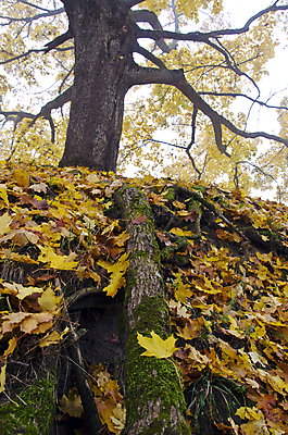 포토 JPG 해외이미지 나무 계절 공원 유럽 컨셉 단풍 잎 자연 아침 이끼 풍경 사람없음 목재 초록색 컬러풀 갈색 노란색 안개 가을 나뭇가지 숲 뿌리 10월 해외202004 해외포토 주간 식물 공공시설 나라 컬러 재료 날씨 날짜 생태계 파일형식 이미지허브