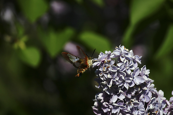포토 JPG 해외이미지 식물 꽃 야생동물 곤충 사람없음 벌 해외202004 해외포토 동물 파일형식 이미지허브